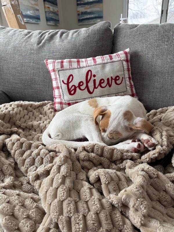 Kloie, a Adoptable mixed breed in Alma, WI image 2/6