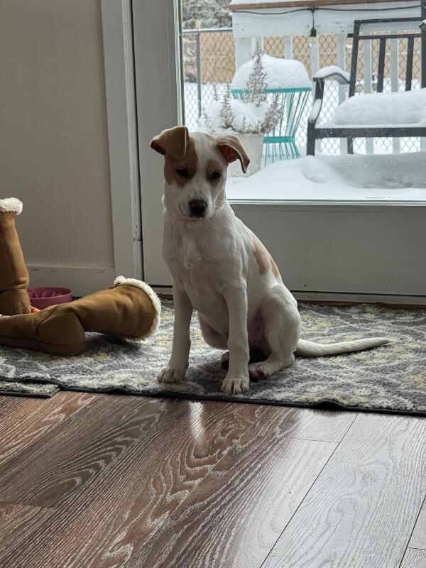 Kloie, a Adoptable mixed breed in Alma, WI image 3/6