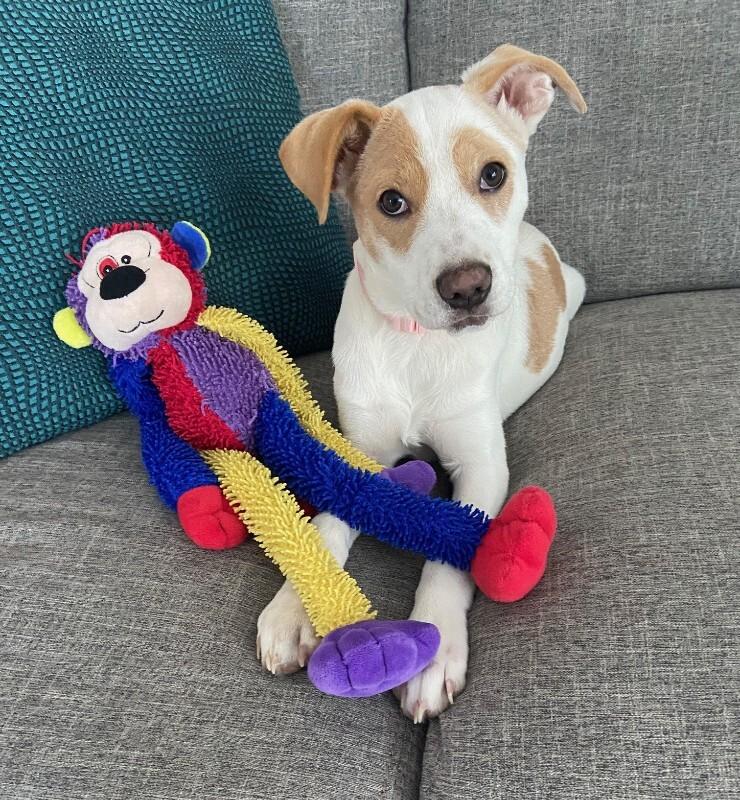 Enlarge Kloie, a Adoptable mixed breed in Alma, WI image 3/6