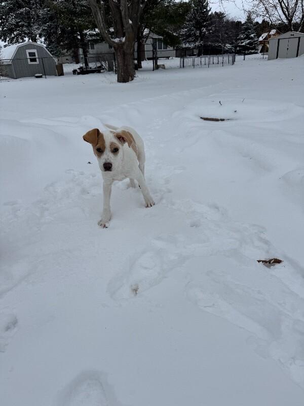 Kloie, a Adoptable mixed breed in Alma, WI image 4/6