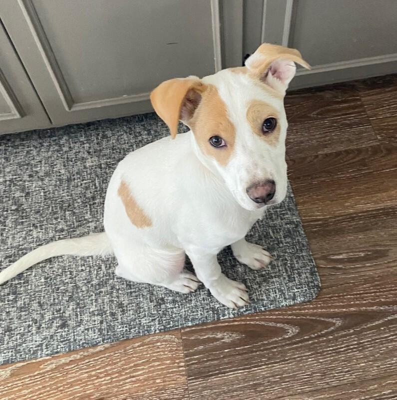 Enlarge Kloie, a Adoptable mixed breed in Alma, WI image 4/6