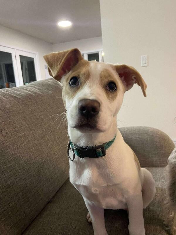 Kloie, a Adoptable mixed breed in Alma, WI image 5/6