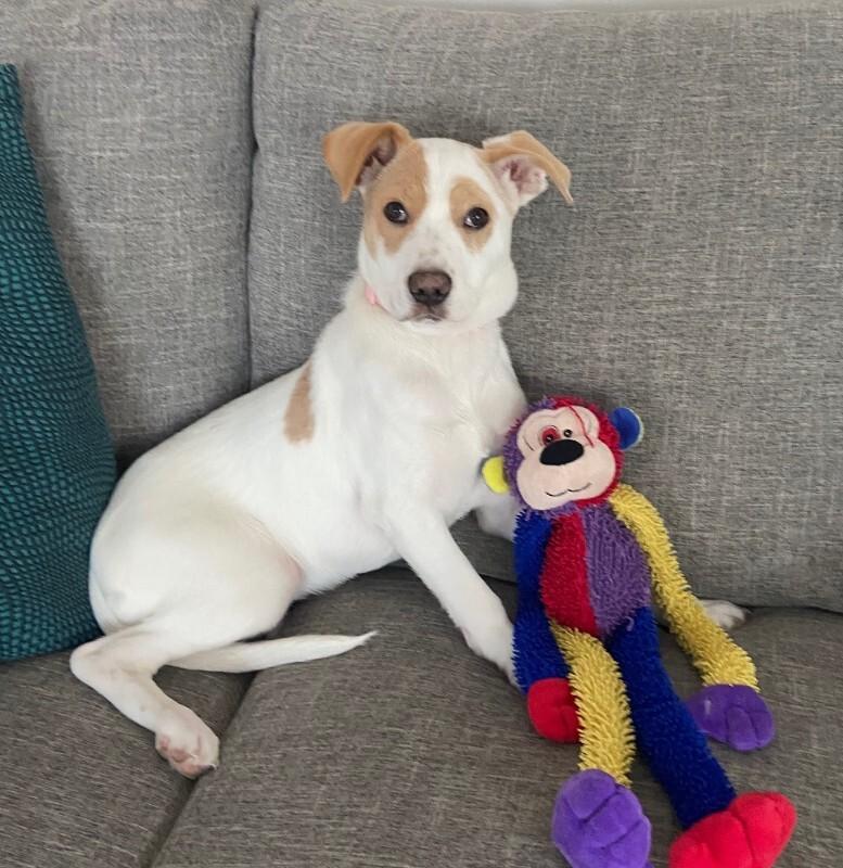 Enlarge Kloie, a Adoptable mixed breed in Alma, WI image 5/6