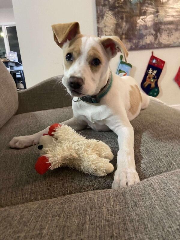 Kloie, a Adoptable mixed breed in Alma, WI image 6/6