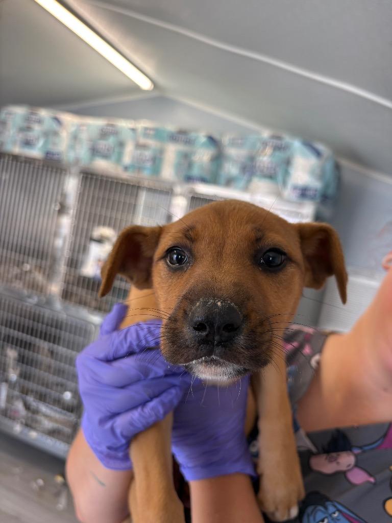 Enlarge Rachel, a Adoptable mixed breed in Lavonia, GA image 1/1