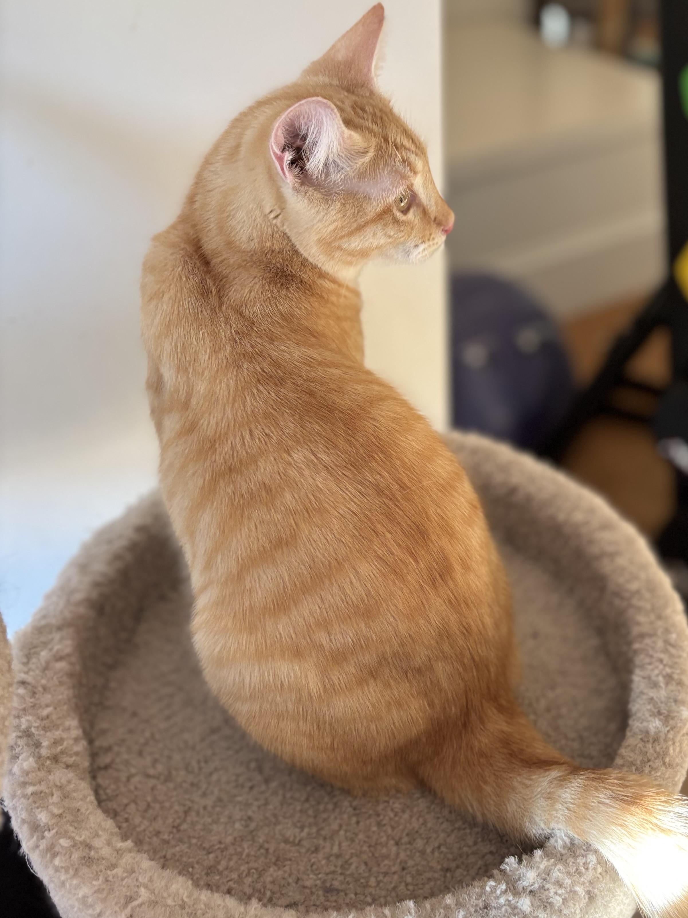 Enlarge Beckett, a Adoptable Domestic Short Hair in Campbell, CA image 2/5