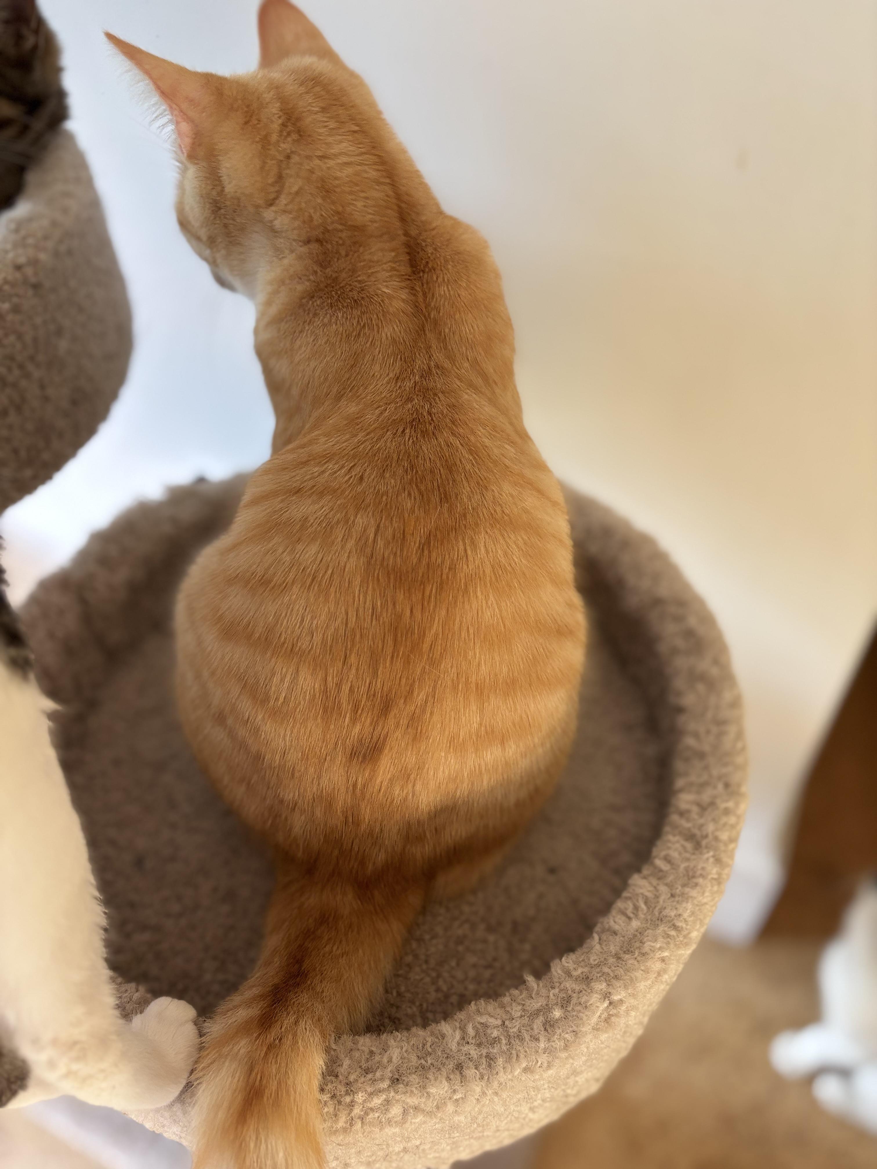 Enlarge Beckett, a Adoptable Domestic Short Hair in Campbell, CA image 3/5