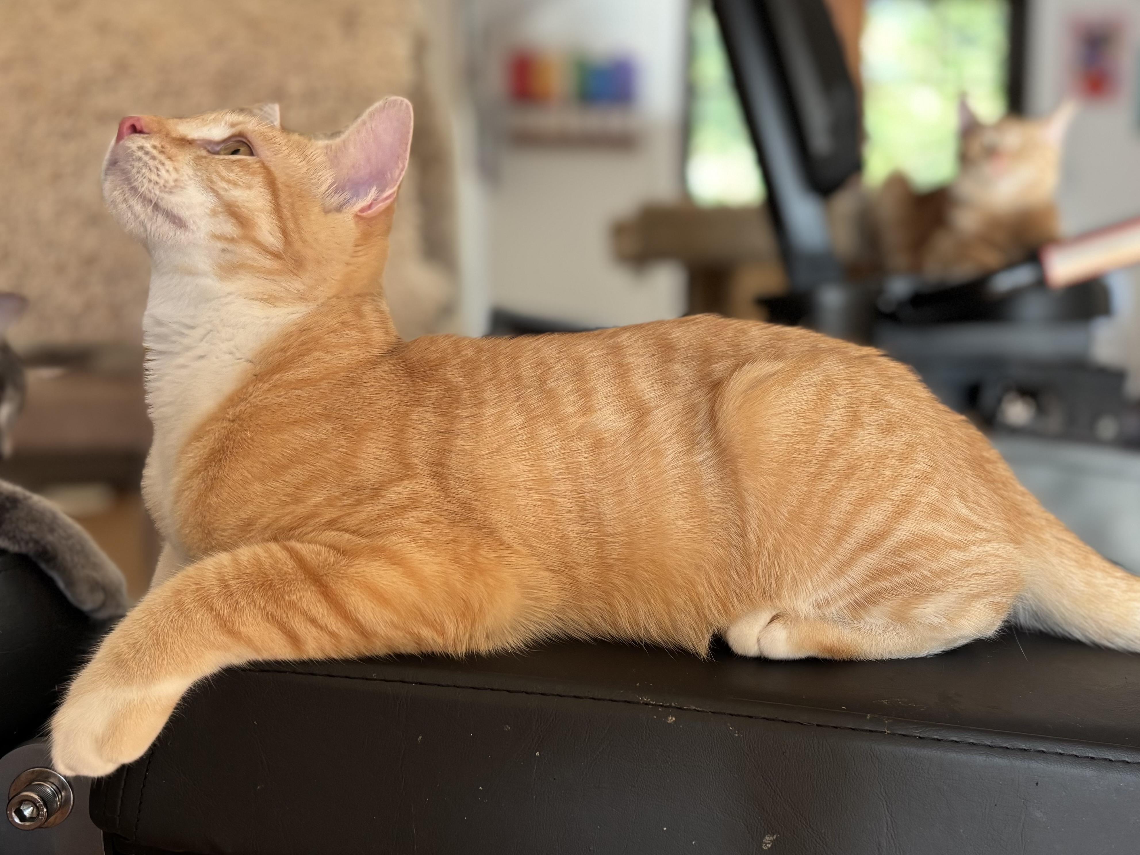 Enlarge Beckett, a Adoptable Domestic Short Hair in Campbell, CA image 5/5