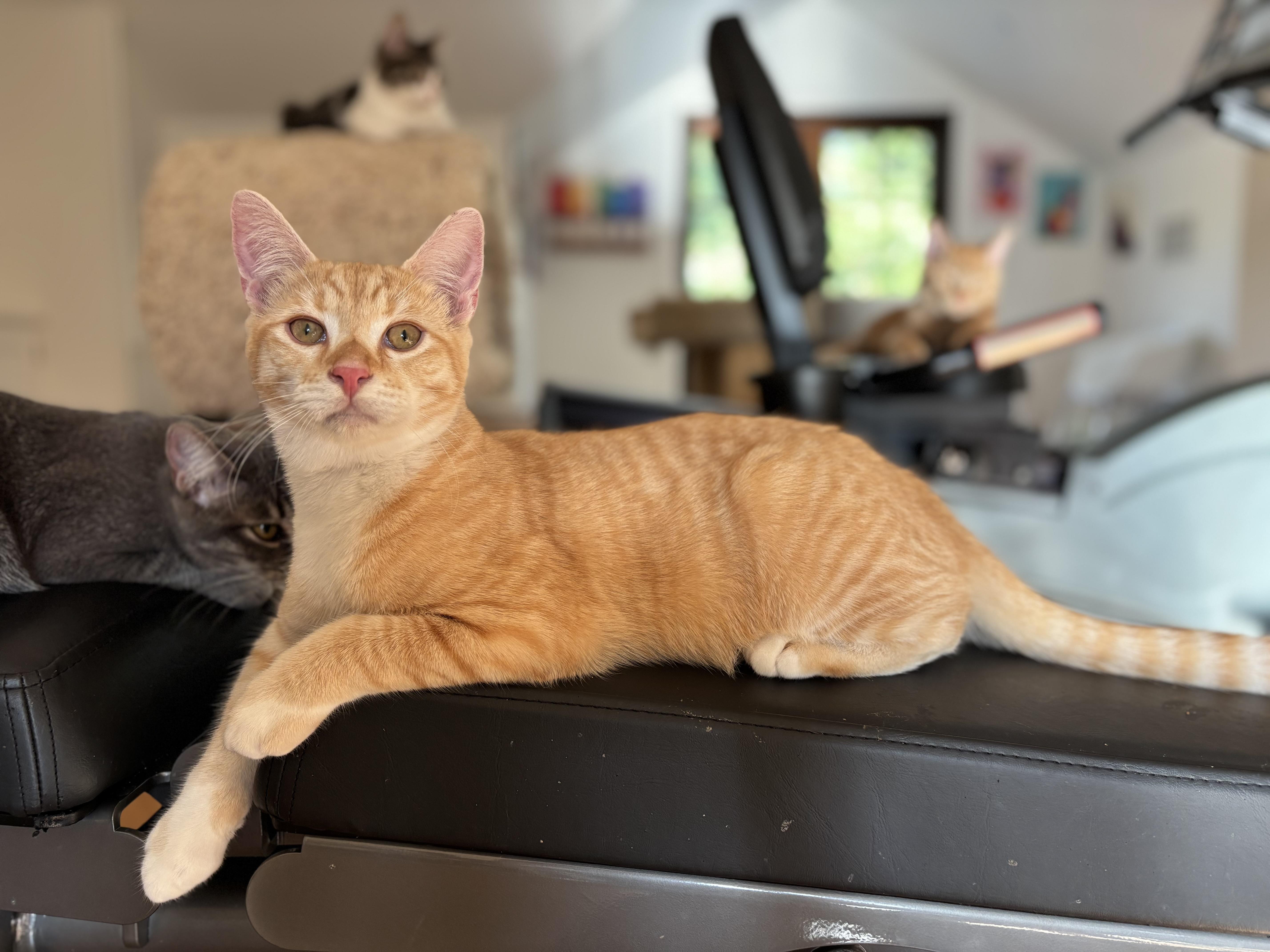 Enlarge Beckett, a Adoptable Domestic Short Hair in Campbell, CA image 1/5