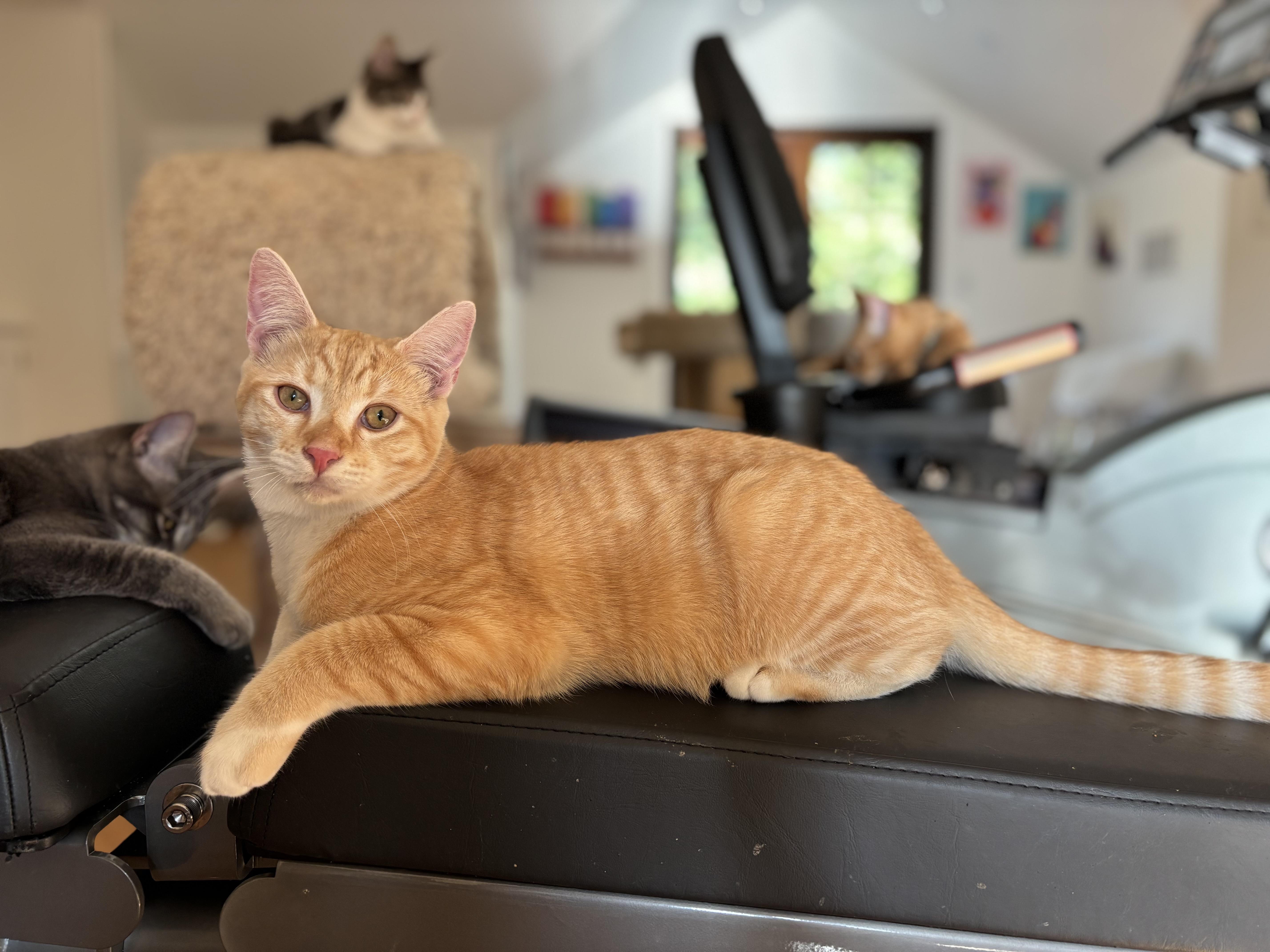 Enlarge Beckett, a Adoptable Domestic Short Hair in Campbell, CA image 4/5