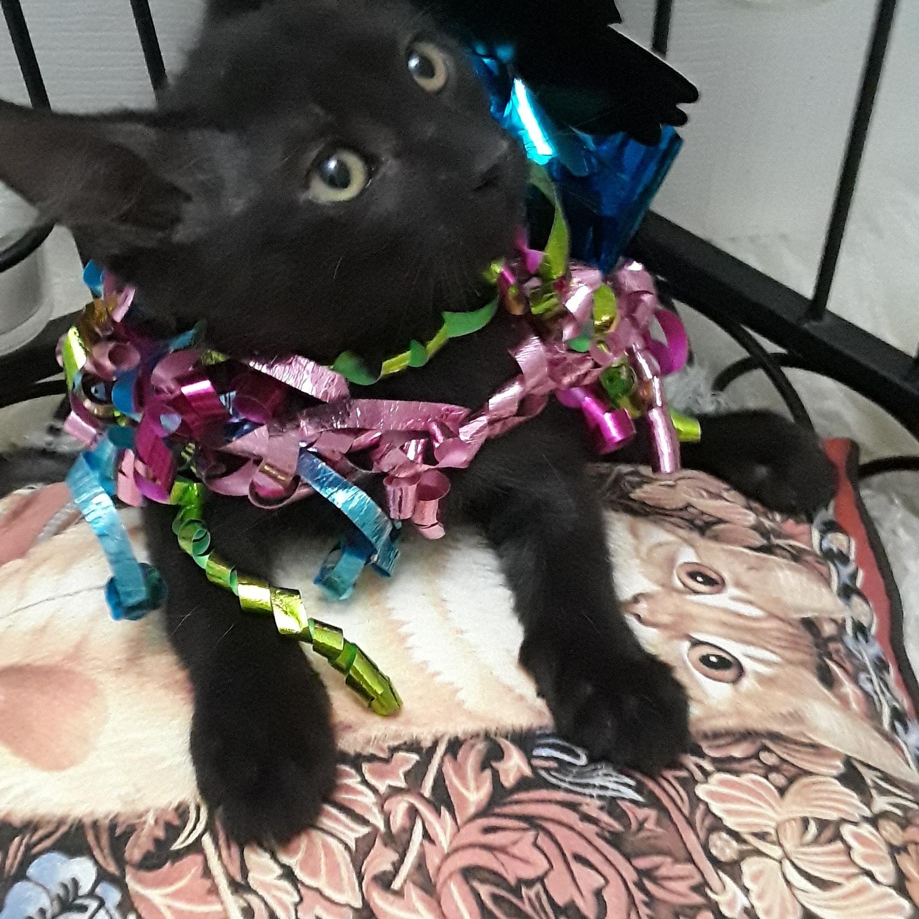 Enlarge life of a showgirl 2lb F blk green eyes, a ADOPTABLE Domestic Short Hair in Phoenix, AZ image 1/1