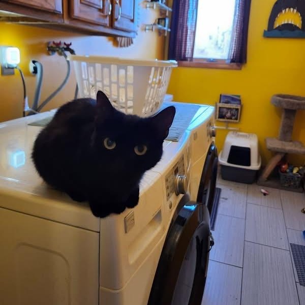 Stormy, a ADOPTABLE Domestic Short Hair in Melrose, MA image 3/6