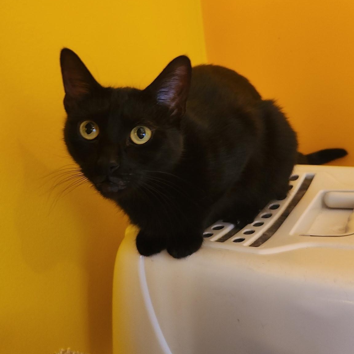 Stormy, a ADOPTABLE Domestic Short Hair in Melrose, MA image 6/6