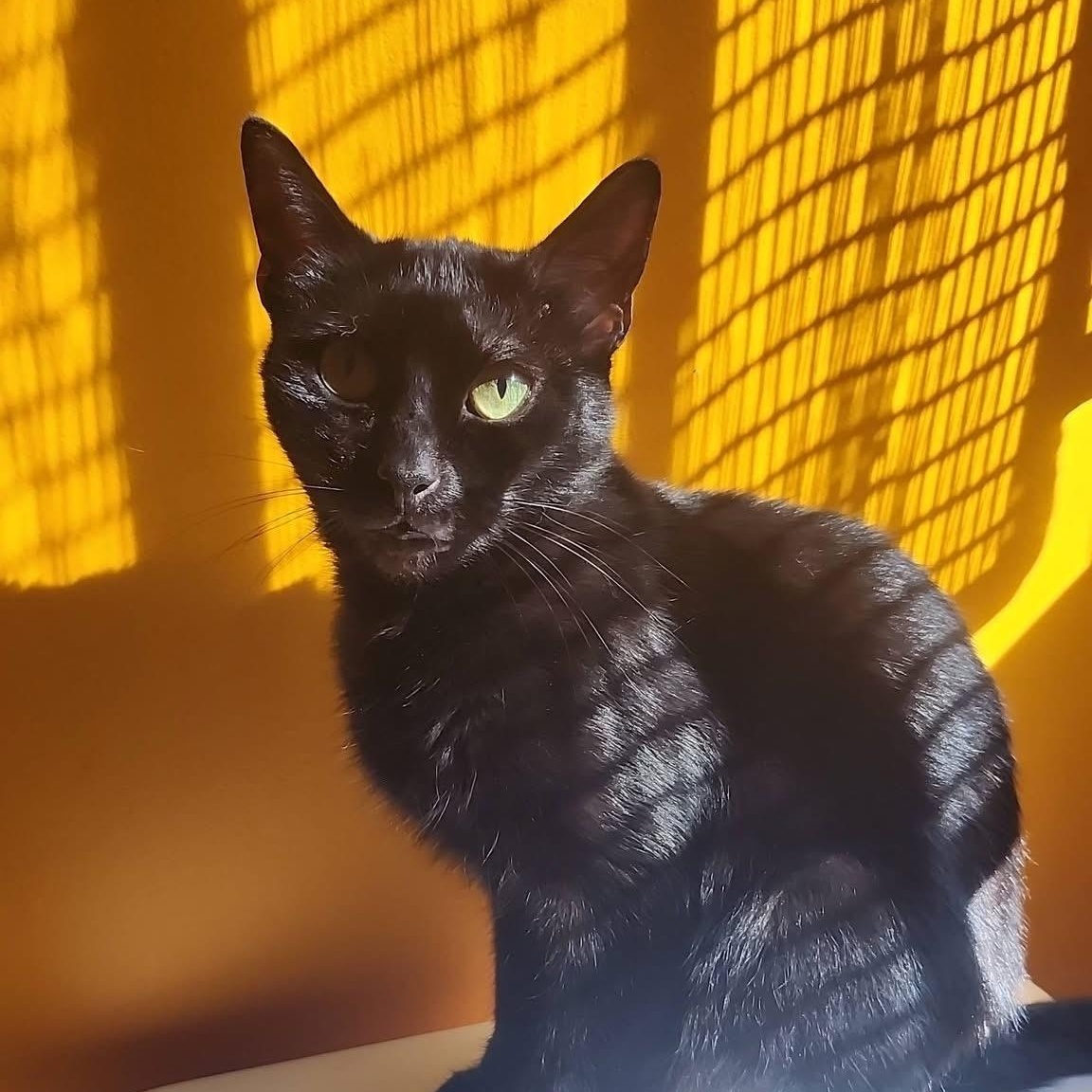 Stormy, a ADOPTABLE Domestic Short Hair in Melrose, MA image 4/6