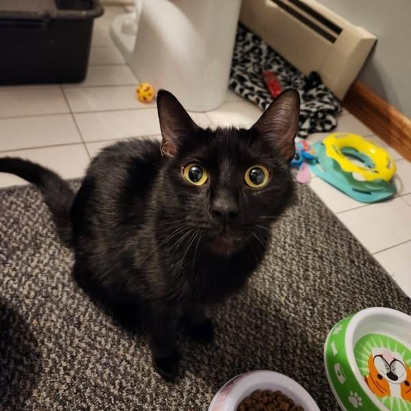 Stormy, a ADOPTABLE Domestic Short Hair in Melrose, MA image 2/6