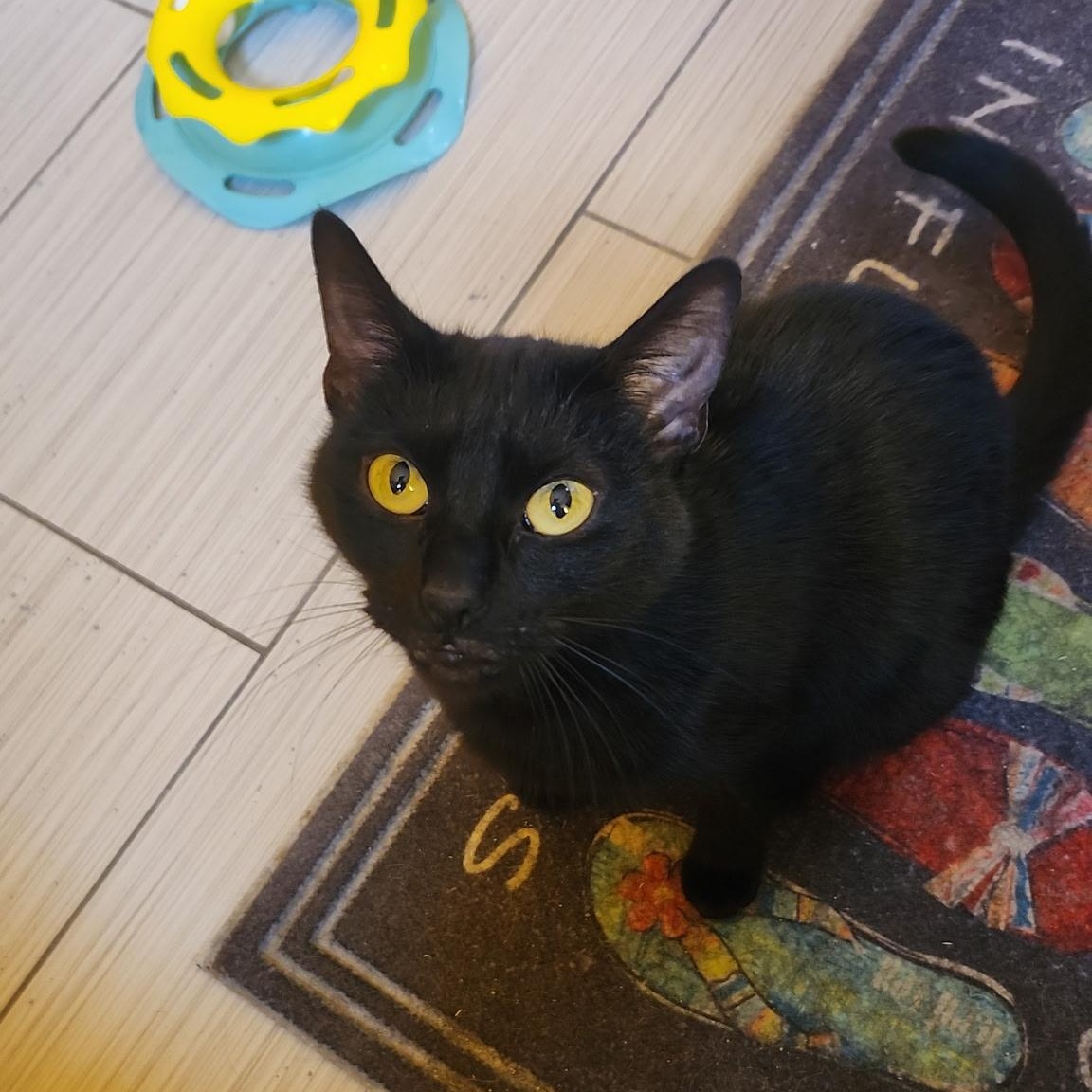 Stormy, a ADOPTABLE Domestic Short Hair in Melrose, MA image 5/6