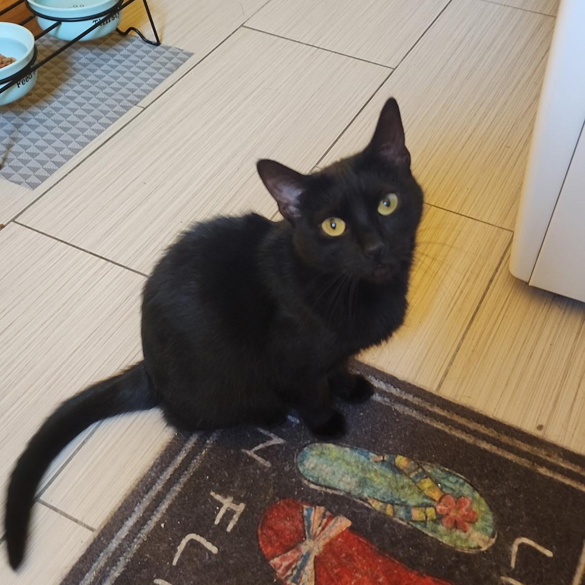 Stormy, ADOPTABLE, Young Female Domestic Short Hair.