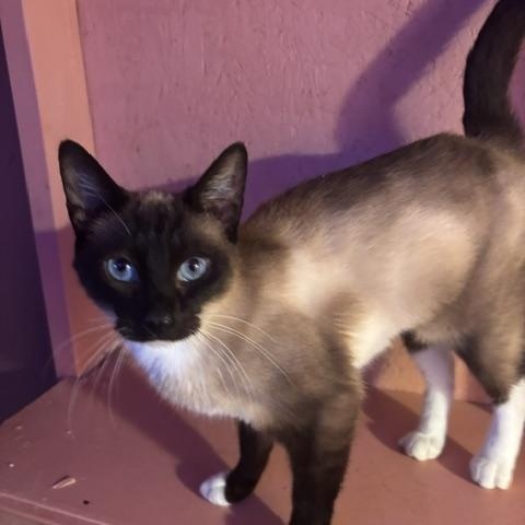 Teak, adopted, Kitten Female Domestic Short Hair.