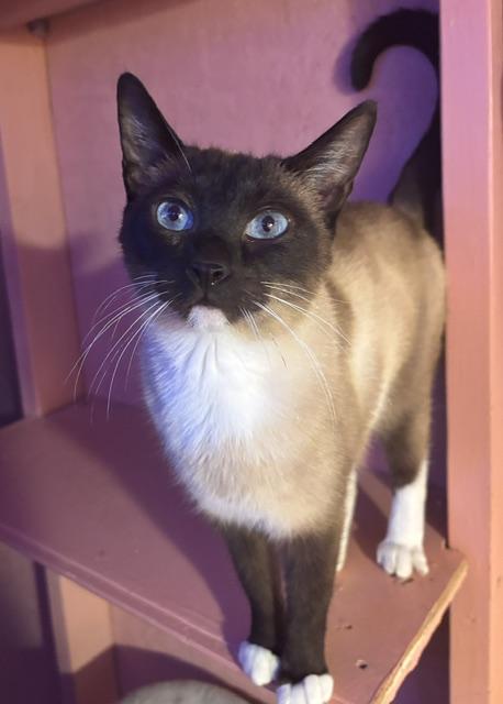 Teak, an adopted Domestic Short Hair in Springfield, OR image 2/6