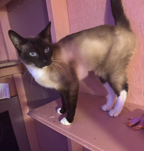 Teak, an adopted Domestic Short Hair in Springfield, OR image 4/6