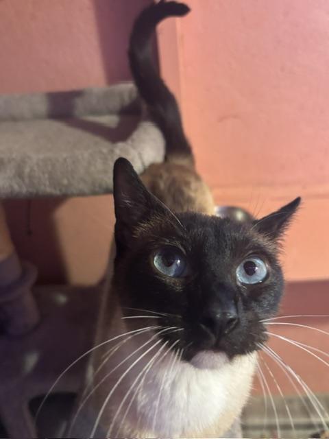 Teak, an adopted Domestic Short Hair in Springfield, OR image 5/6
