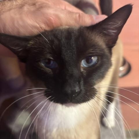 Teak, an adopted Domestic Short Hair in Springfield, OR image 6/6