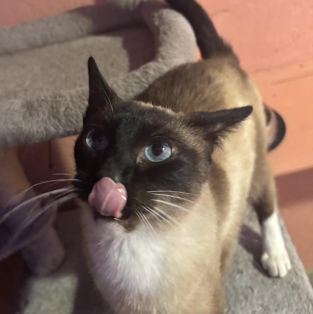 Teak, an adopted Domestic Short Hair in Springfield, OR image 3/6