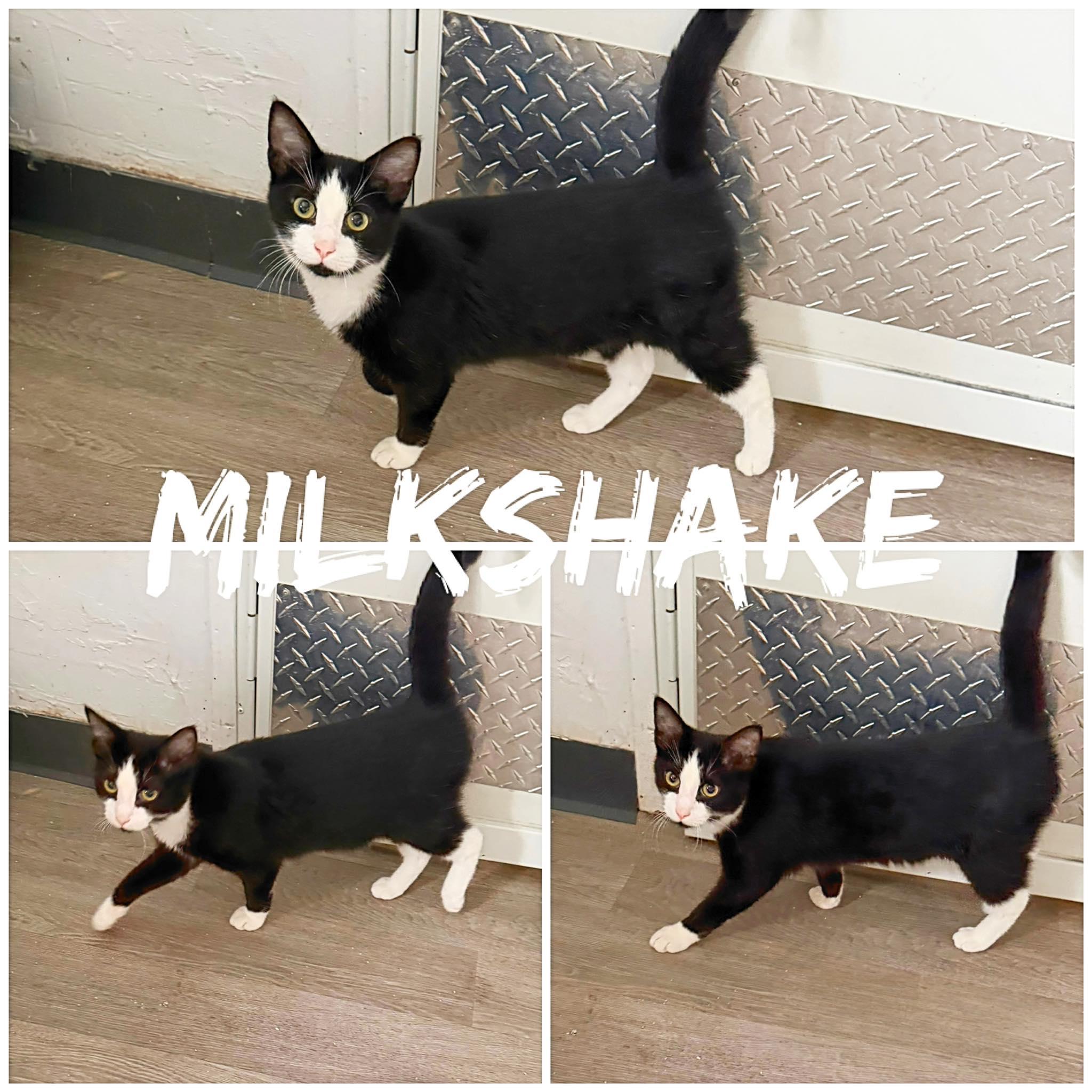 Milkshake, ADOPTABLE, Young Male Domestic Short Hair.