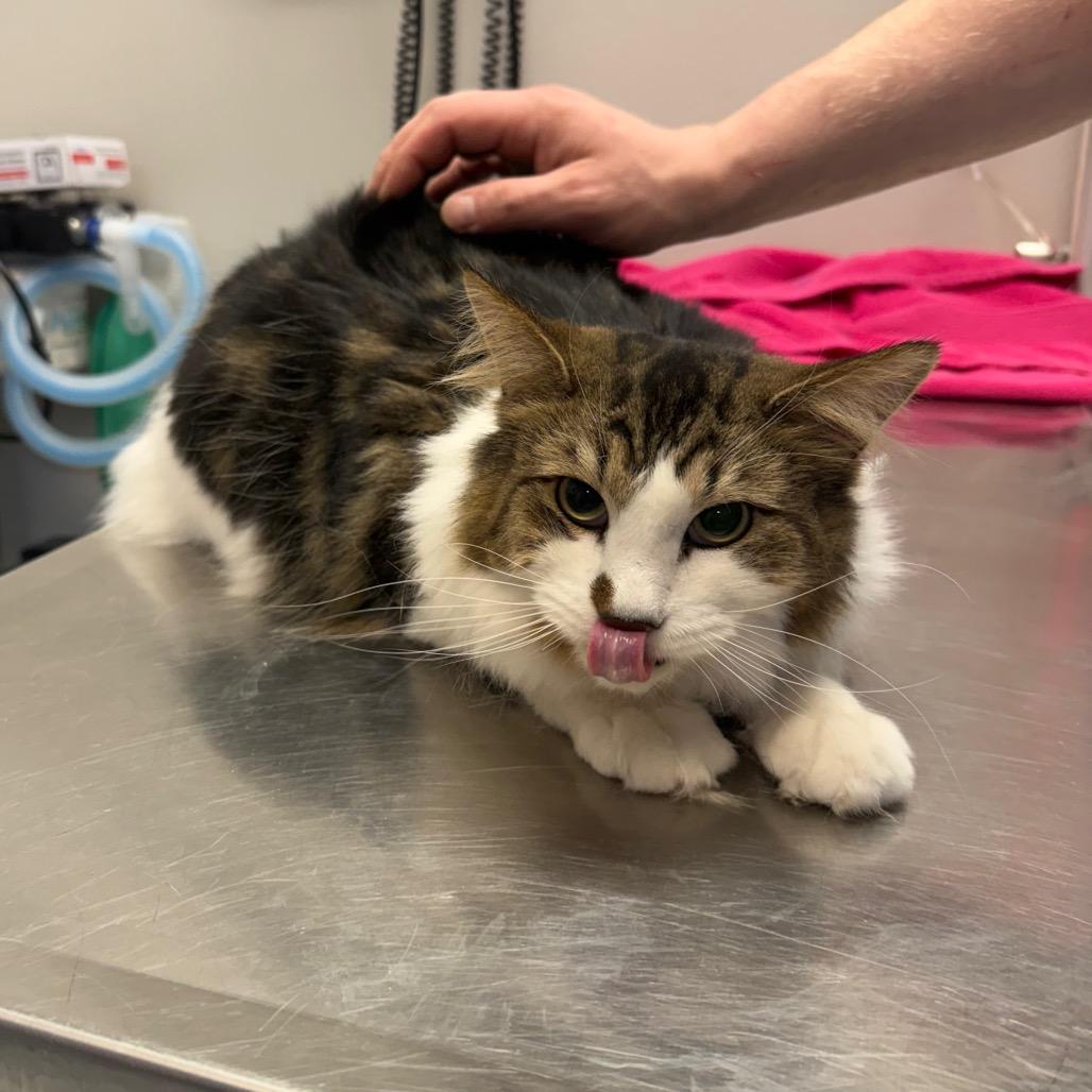 Enlarge Rocky, a Adoptable Domestic Long Hair in Great Falls, MT image 1/4