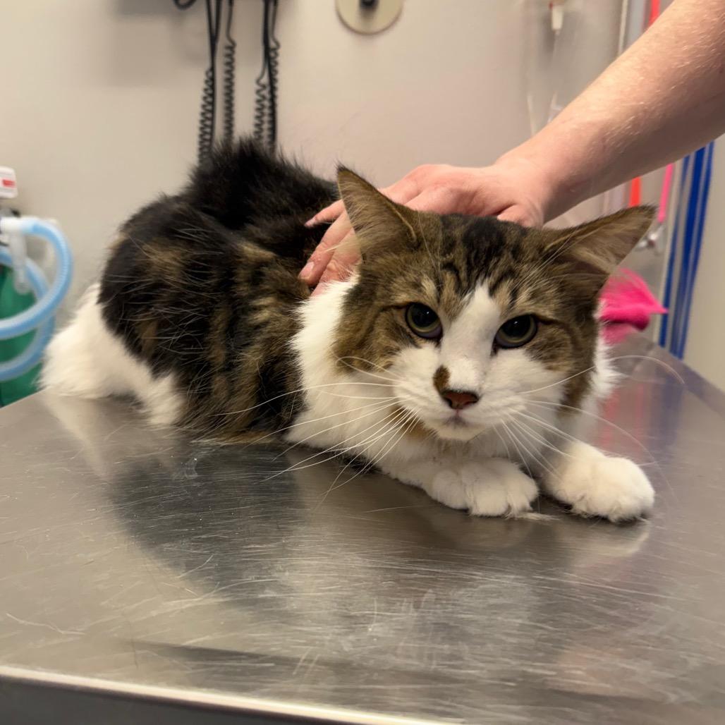 Enlarge Rocky, a Adoptable Domestic Long Hair in Great Falls, MT image 2/4