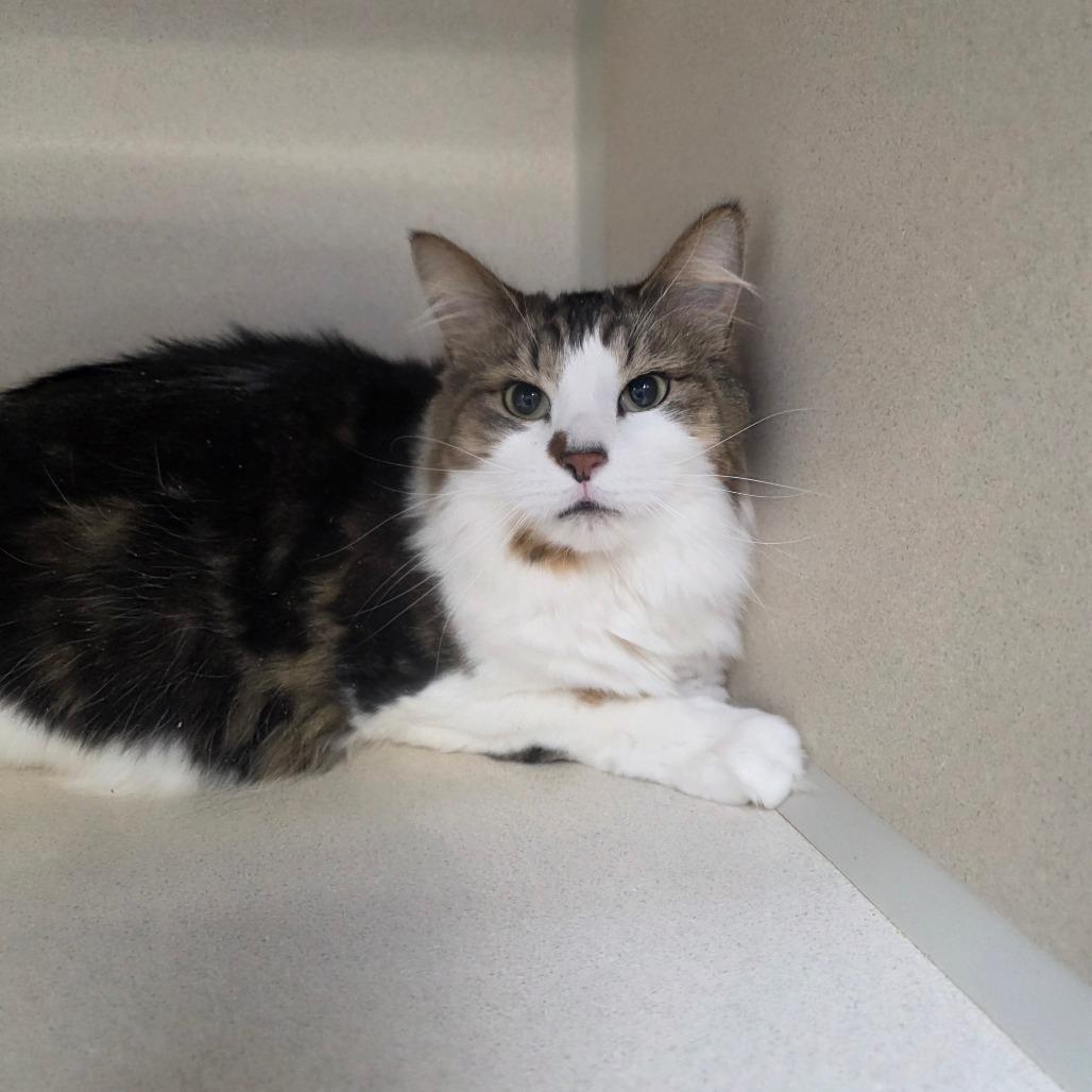 Enlarge Rocky, a Adoptable Domestic Long Hair in Great Falls, MT image 3/4