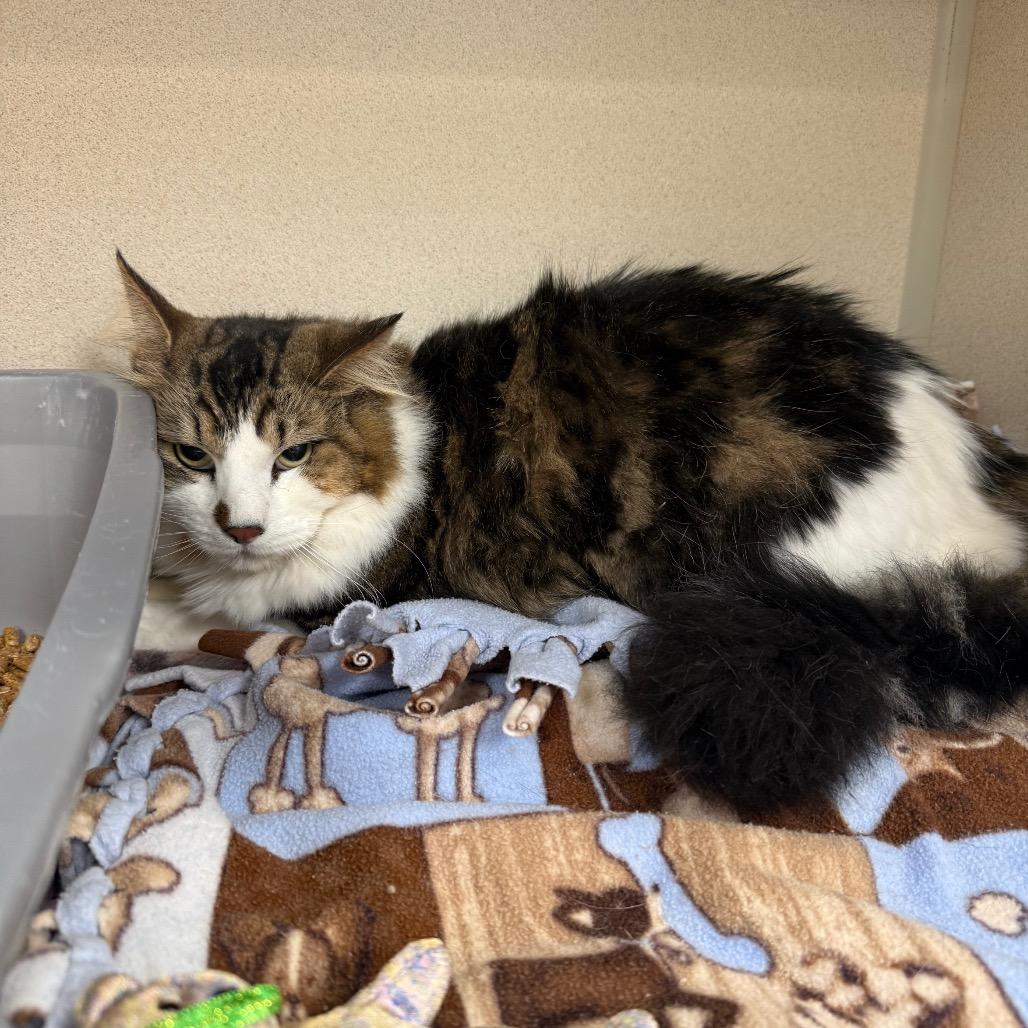 Enlarge Rocky, a Adoptable Domestic Long Hair in Great Falls, MT image 4/4