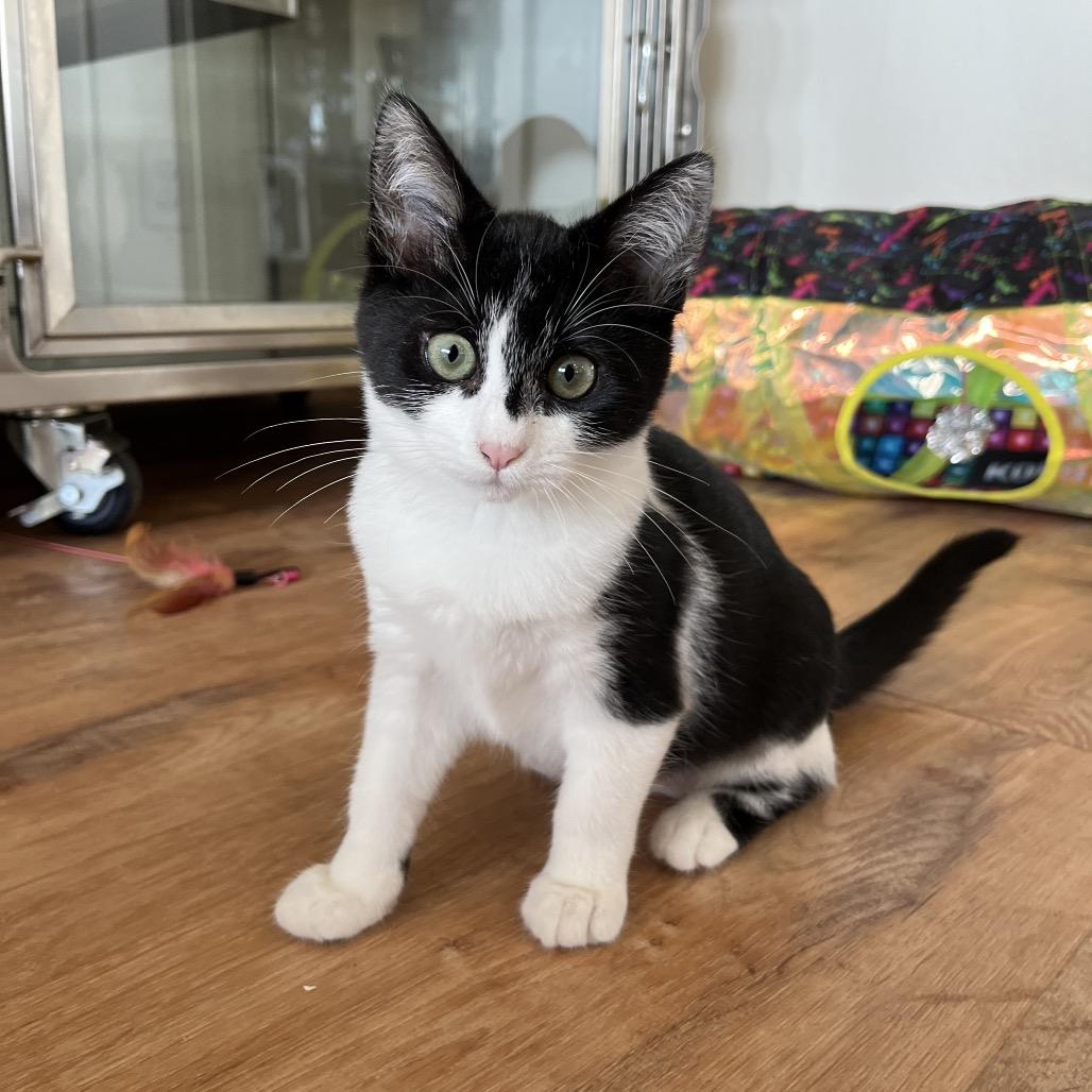 Enlarge Piper, a Adoptable Domestic Short Hair in Pacific Grove, CA image 1/4