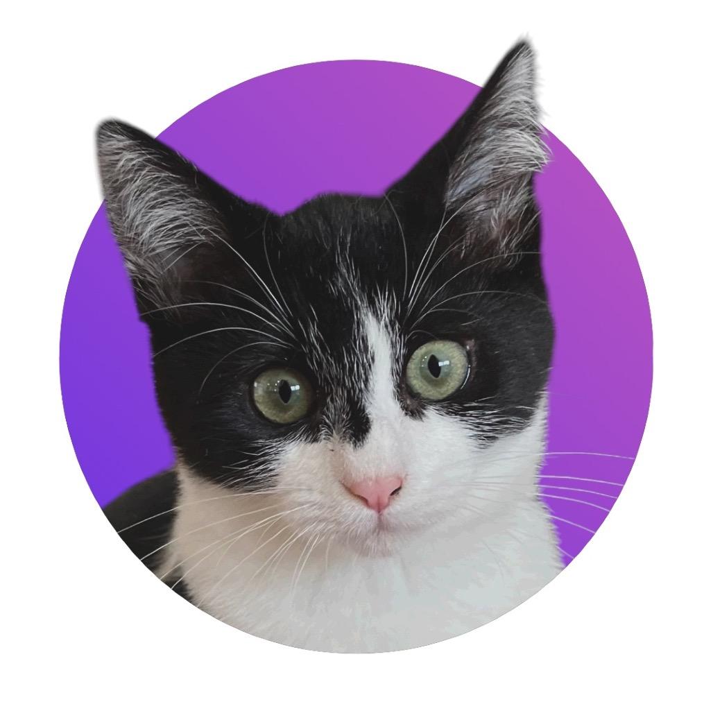 Enlarge Piper, a Adoptable Domestic Short Hair in Pacific Grove, CA image 2/4