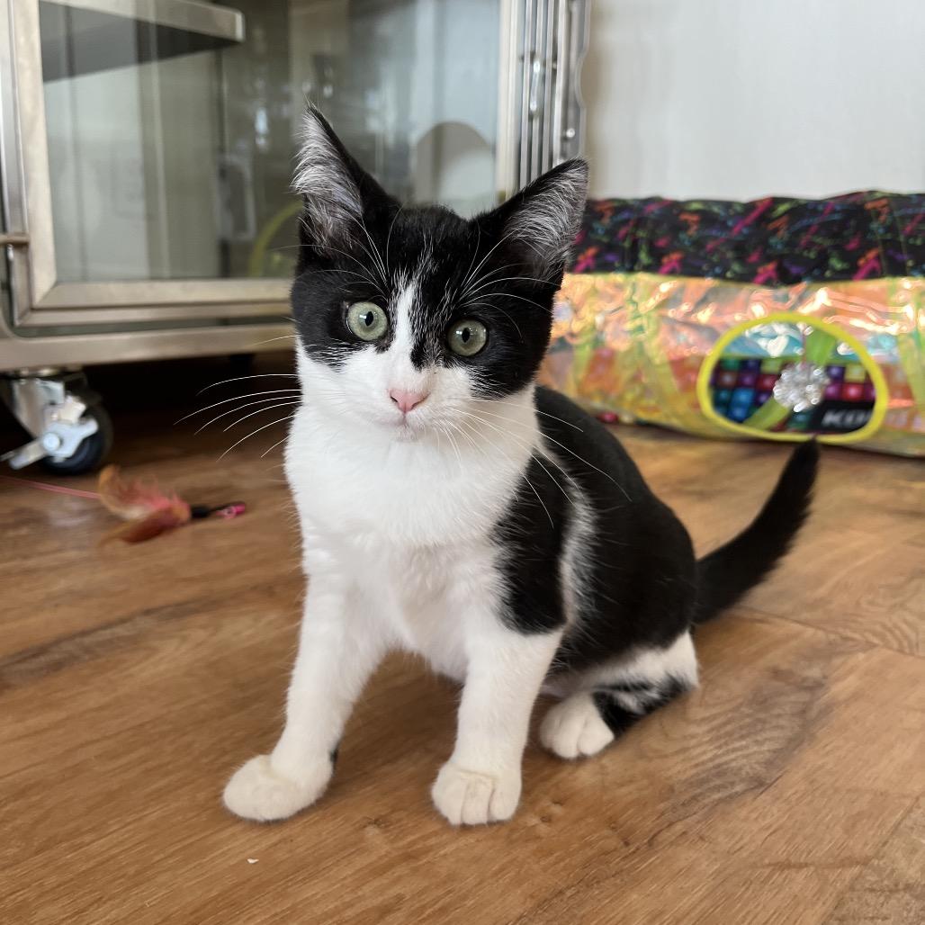 Enlarge Piper, a Adoptable Domestic Short Hair in Pacific Grove, CA image 3/4