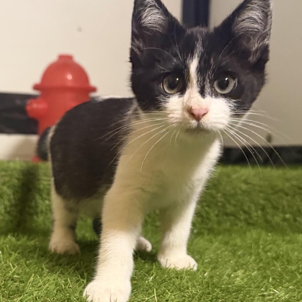 Enlarge Piper, a Adoptable Domestic Short Hair in Pacific Grove, CA image 4/4