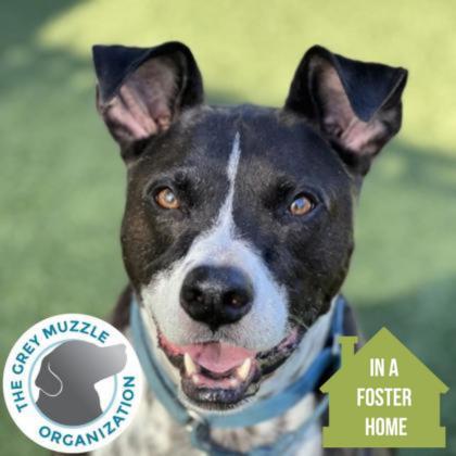 Buddy, a Adoptable mixed breed in Sacramento, CA image 1/6