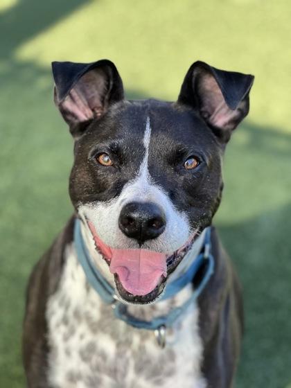 Buddy, a Adoptable mixed breed in Sacramento, CA image 4/6