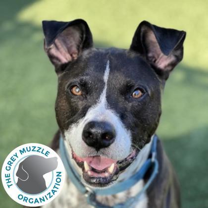 Buddy, Adoptable, Adult Male American Staffordshire Terrier & Pit Bull Terrier.