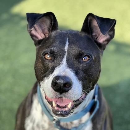 Buddy, a Adoptable mixed breed in Sacramento, CA image 6/6