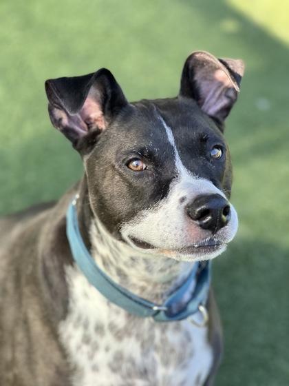 Buddy, a Adoptable mixed breed in Sacramento, CA image 5/6