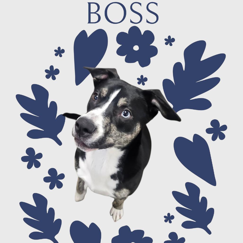 Enlarge Boss, a Adoptable mixed breed in Muncie, IN image 1/2