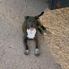 Enlarge CHANCE, a Adoptable mixed breed in Grove City, OH image 5/5