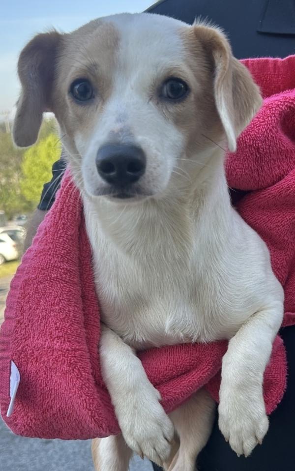 26-03-0779 Tilly, Adoptable, Adult Female Terrier.