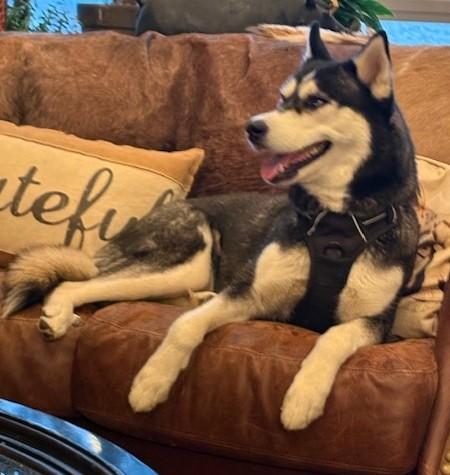 Enlarge Luna Lee, a ADOPTABLE Husky in Pasco, WA image 4/6