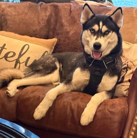 Enlarge Luna Lee, a ADOPTABLE Husky in Pasco, WA image 6/6