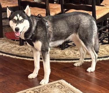 Enlarge Luna Lee, a ADOPTABLE Husky in Pasco, WA image 3/6