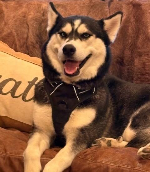 Enlarge Luna Lee, a ADOPTABLE Husky in Pasco, WA image 2/6