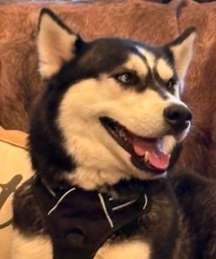 Enlarge Luna Lee, a ADOPTABLE Husky in Pasco, WA image 5/6