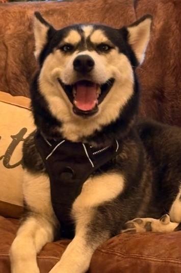 Luna Lee, ADOPTABLE, Young Female Husky.